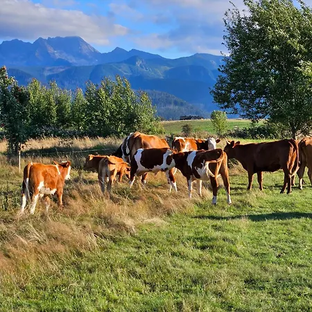 Góralska Z Balią W Zakopanem Domek alpejski *